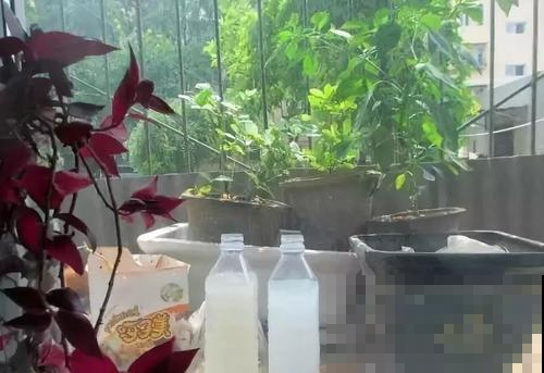 养花总是不长个，赶紧给它喝点牛奶，砰砰爆盆没商量！