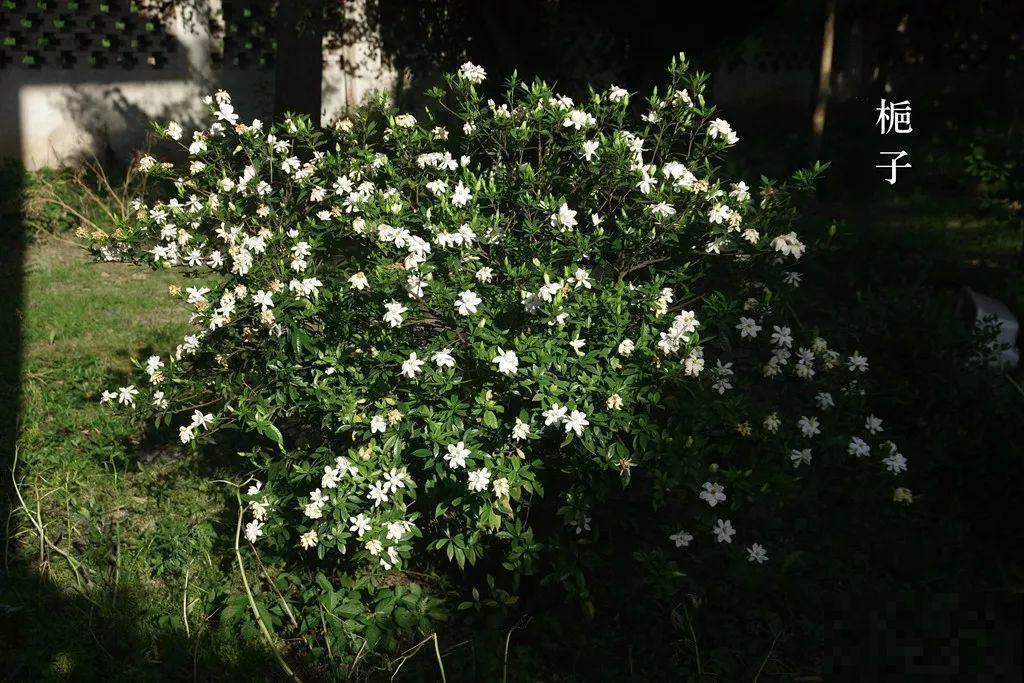 公认难养的花，他花10年时间养成盆景，价值翻倍！