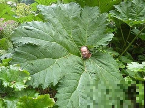 世界最大的叶子是它，1片能给10人遮雨，阳台种一盆就挤爆！