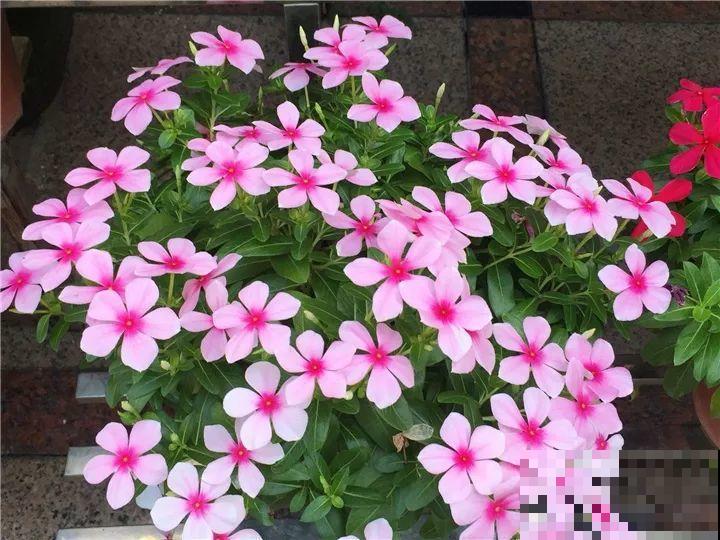 秋天养这30种花，能开200天，让你一次看个够！