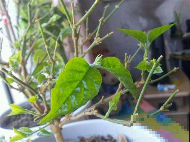 修剪是场长久战，别指望一次就成功，想要控制株型就得分批来！