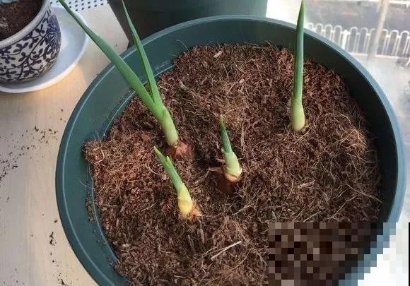 2块钱的便宜花，沾土能开大半年，冬天再冷也冻不死！