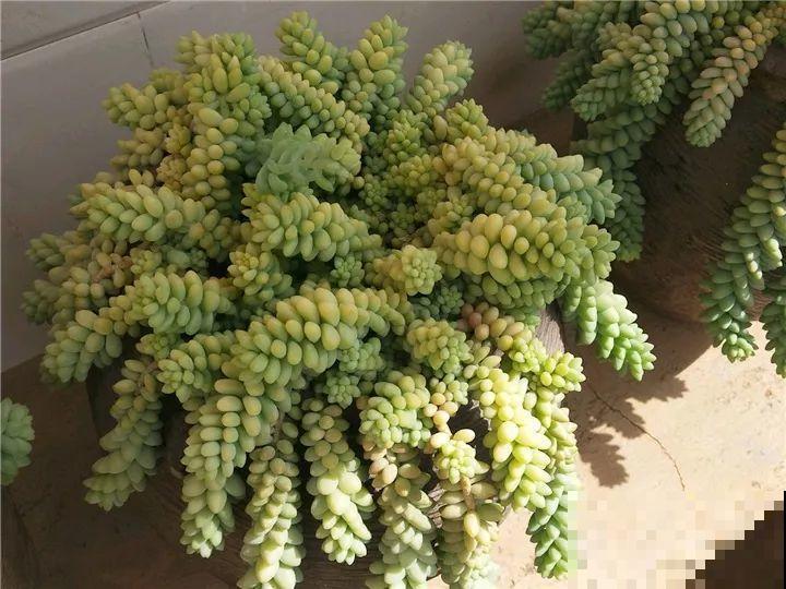 爸妈不在家，我在院子里疯狂种多肉，年年回家吓一跳！