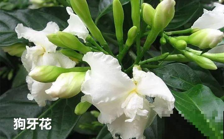 10种以假乱真的花，买花时睁大眼，免得被骗！