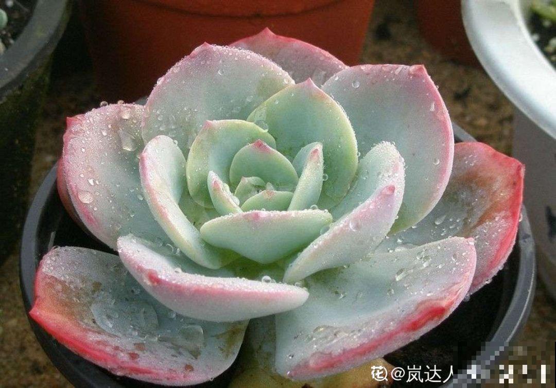 拿针扎佛珠？都是手贱惹的祸，怪不得都烂了！