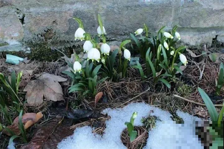这花开在雪地里，零下20度冻不死，年年爆球一大堆！