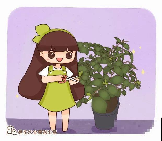 茶花8月冒花苞，赶紧剪一半，不然一年没花赏！