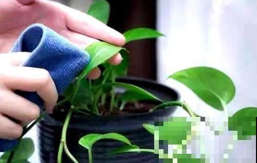 据说大家都在用醋养花，养花不再费力，黄叶统统远离！