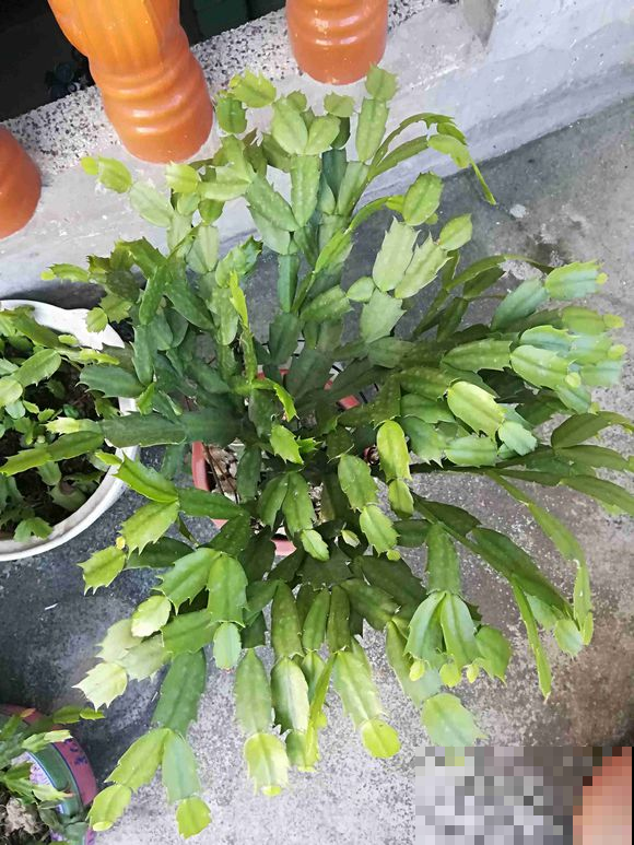 蟹爪兰还不窜芽？别光顾着施肥，打开“机关”才重要！