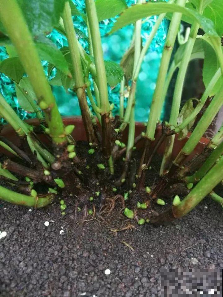 这10种花，年年收空盆，没点经验还真不敢养！