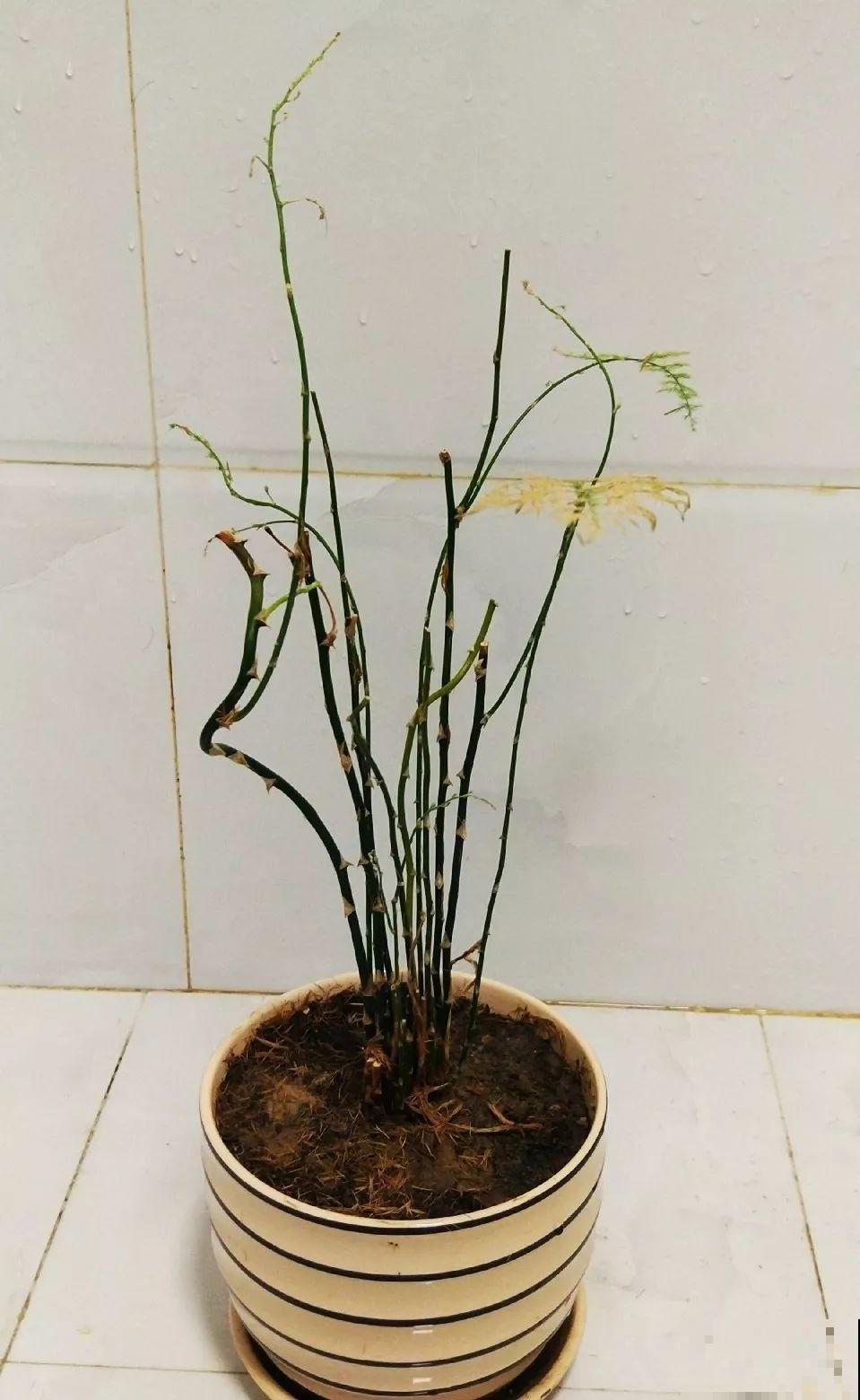 三伏后还有秋老虎，6种花不能乱晒，小心黄叶全死翘！