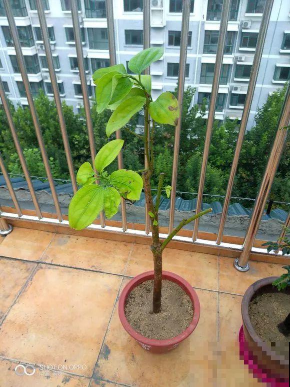 这么贵的花，路边扔了一大堆，丢人也要捡！