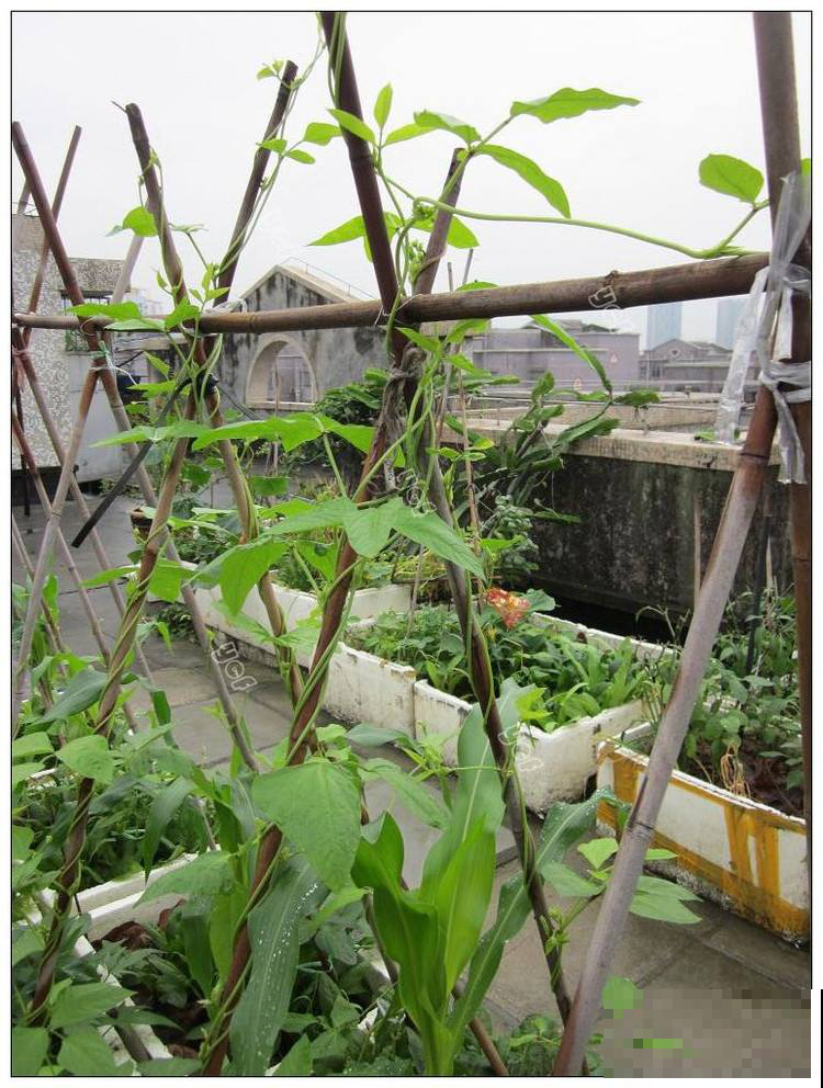 这菜一到夏天就生机勃勃，现在不播一次，只能再等明年啦！