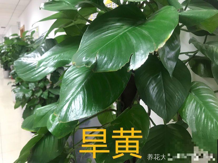 6种适合懒人养的花，种上就不用管，比花农网的还好！