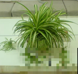 吊兰品种你见过吗？每一种都很好看，你养过几种呢？