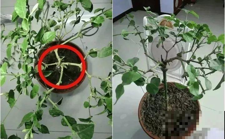 这8种花，拿棍子一绑凹个造型，身价嗖嗖往上翻！