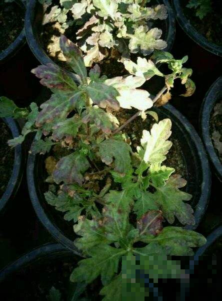 菊花咋突然黄叶一大片？要是不赶紧做这事，秋天别想赏菊！