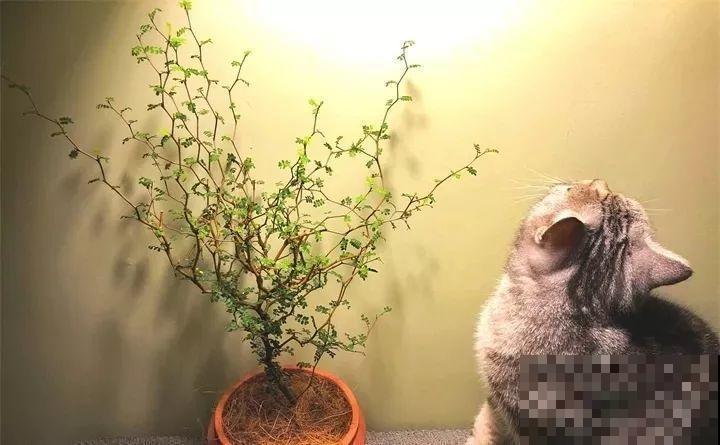 80种耐阴花，光线不好照样养的活，新手的救星！