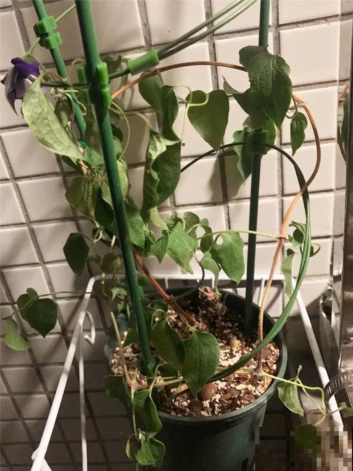 这10种花，年年收空盆，没点经验还真不敢养！