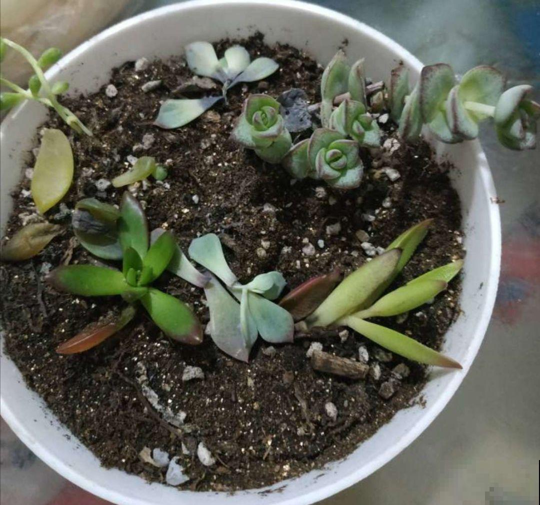 拿针扎佛珠？都是手贱惹的祸，怪不得都烂了！