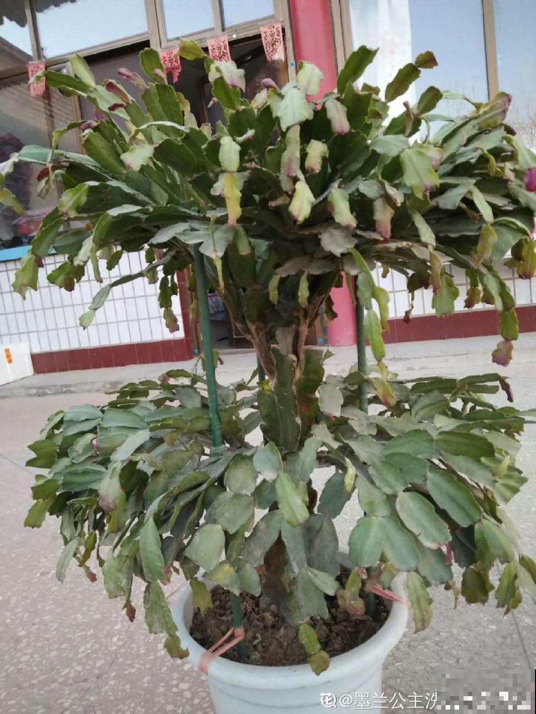 家里有这8种花，现在最容易死，别乱浇水！