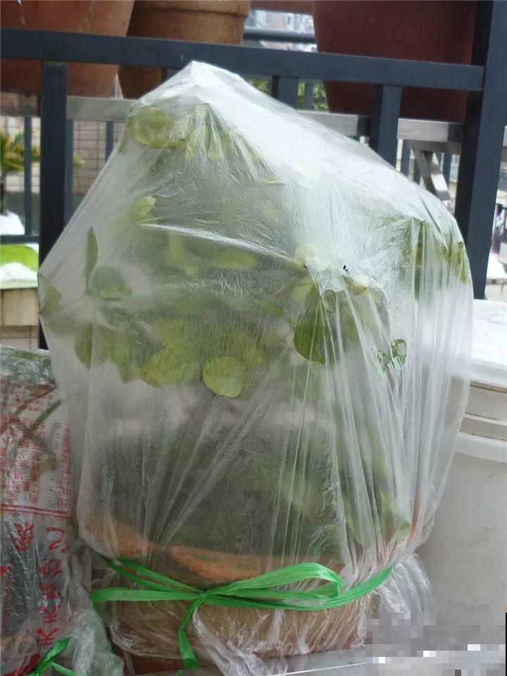 这10种花，年年收空盆，没点经验还真不敢养！