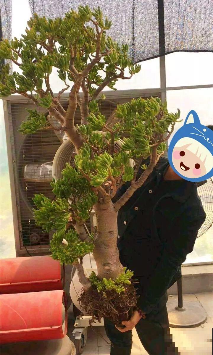 20年的“玉树”，叶子长成存钱筒，夏天猛晒红彤彤！