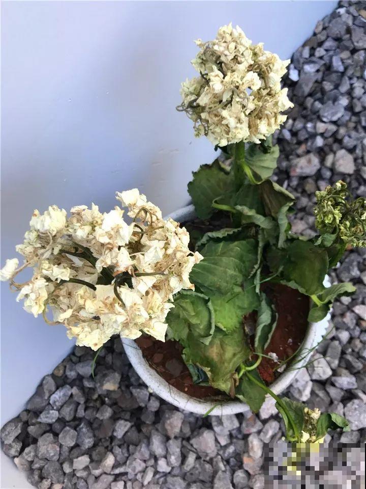 这10种花，年年收空盆，没点经验还真不敢养！