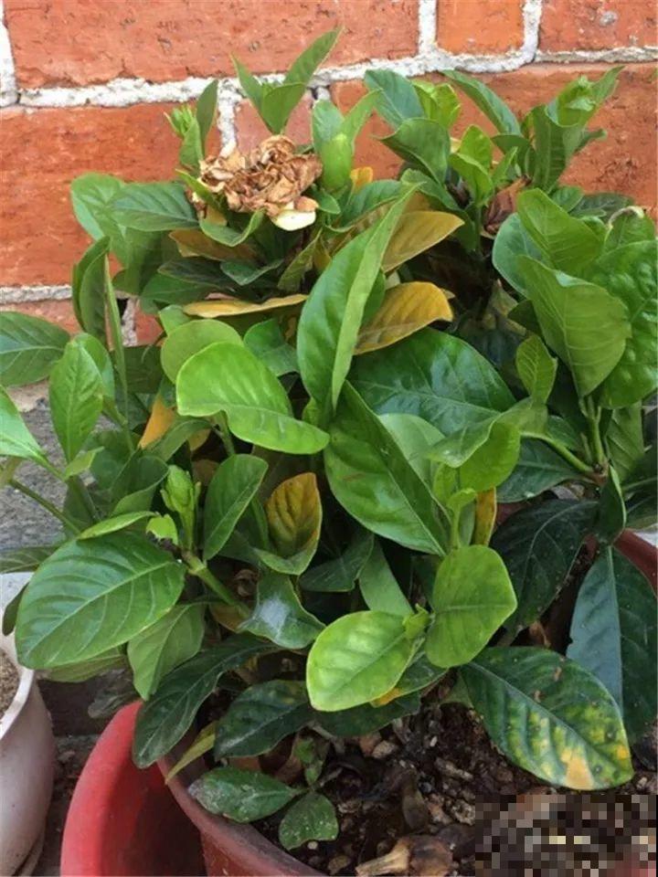 这10种花，年年收空盆，没点经验还真不敢养！