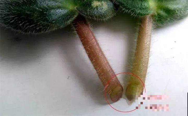 10种花扦插技巧，没事的时候插两盆，多到阳台都放不开！