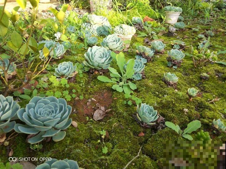 爸妈不在家，我在院子里疯狂种多肉，年年回家吓一跳！