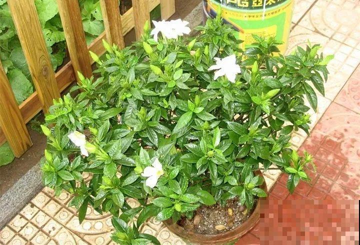 最难养2种的花，盆底垫上它，叶子油亮狂冒花苞！