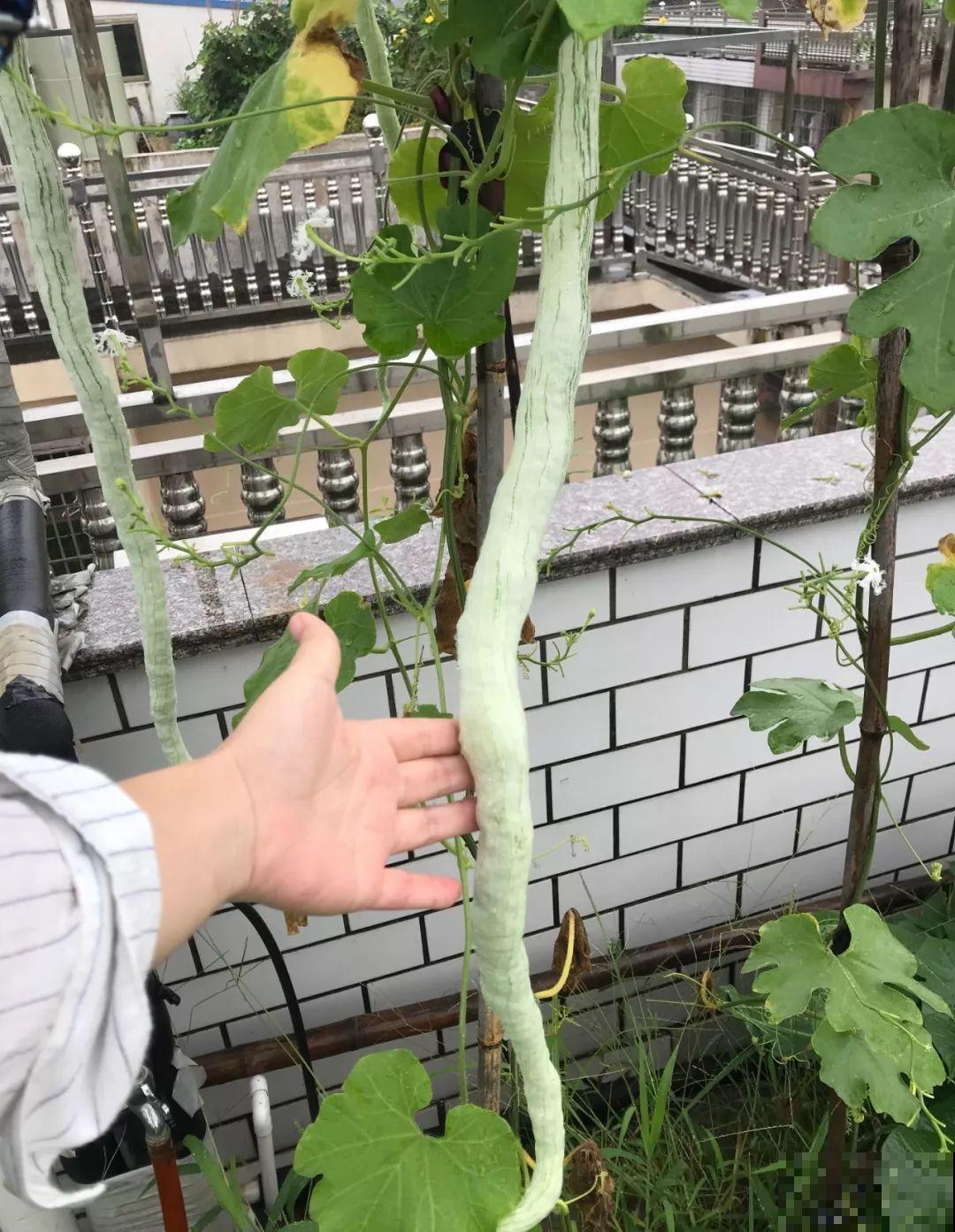 最奇葩的4种瓜，一边砍一边长，满树结出大鸡蛋！