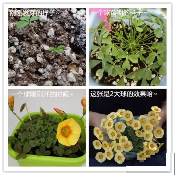 这花埋土里，不用剪就开爆，来年挖出来种球数翻10倍！