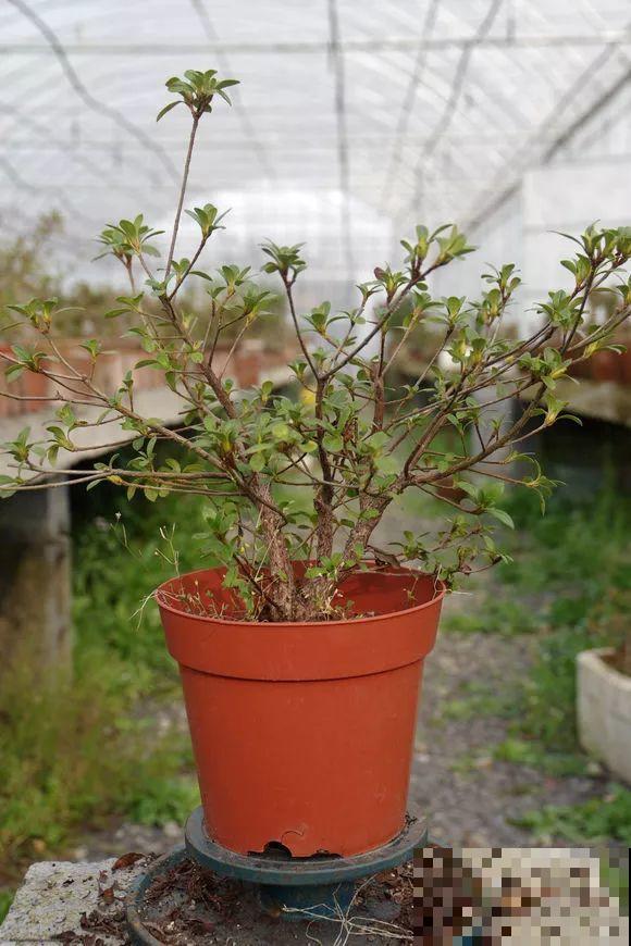 公认难养的花，他花10年时间养成盆景，价值翻倍！