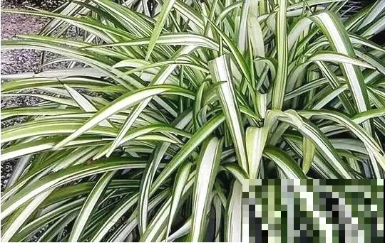 吊兰可是一个大家族，这4个常见品种，能观叶能赏花！