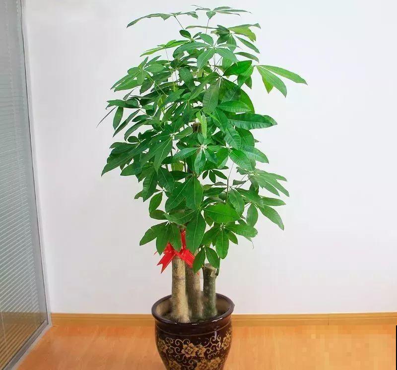 人和花都是相通的，看你养的花，就知道你是什么性格了！