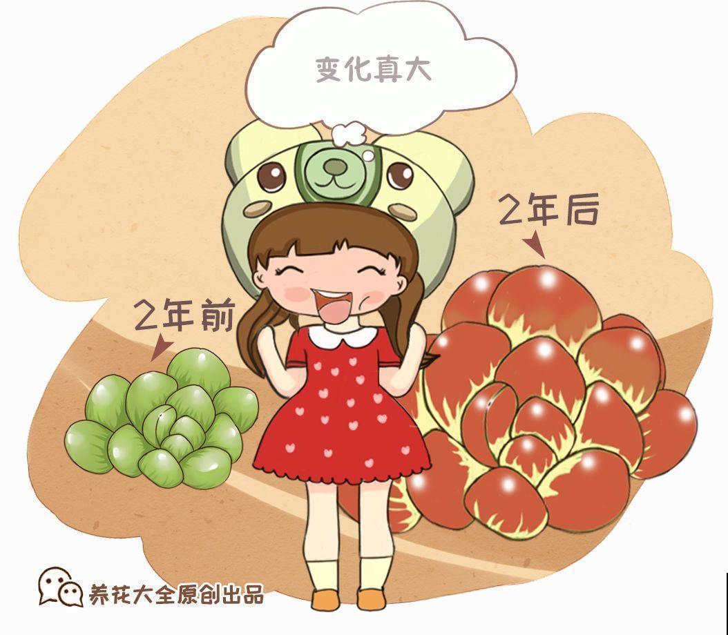 养了两年的多肉，都变成了胖胖的肉墩子，堪称“整容史”！