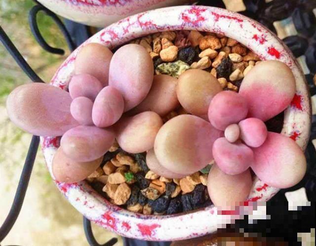 养肥桃蛋，1个月让他呼呼长，个个长成个小胖子！
