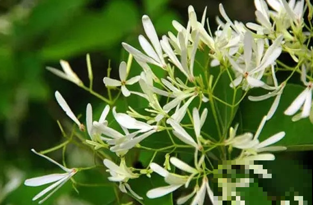 这6种花，养在家里不仅颜值高，一开花满屋飘香！
