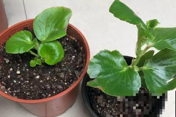 秋天养花就选它，花期长达8个月，剪根枝条半月就生根！