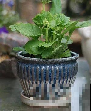谁说这花夏必死？剪一刀添点土，立秋呼呼长新叶！