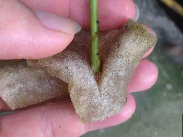 每次扦插都倍受打击？那是因为你没用小海绵，一块就能扦插满屋！
