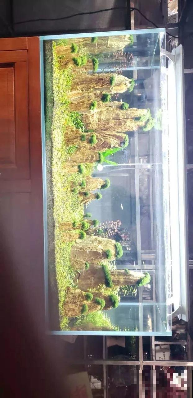 夏天就得养它，扔水里长一缸，7天美成一幅画！