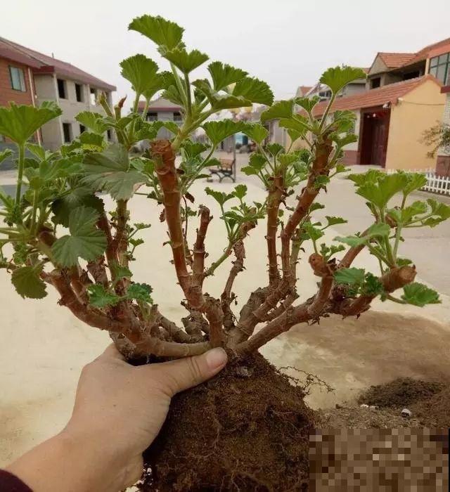 谁说这花夏必死？剪一刀添点土，立秋呼呼长新叶！