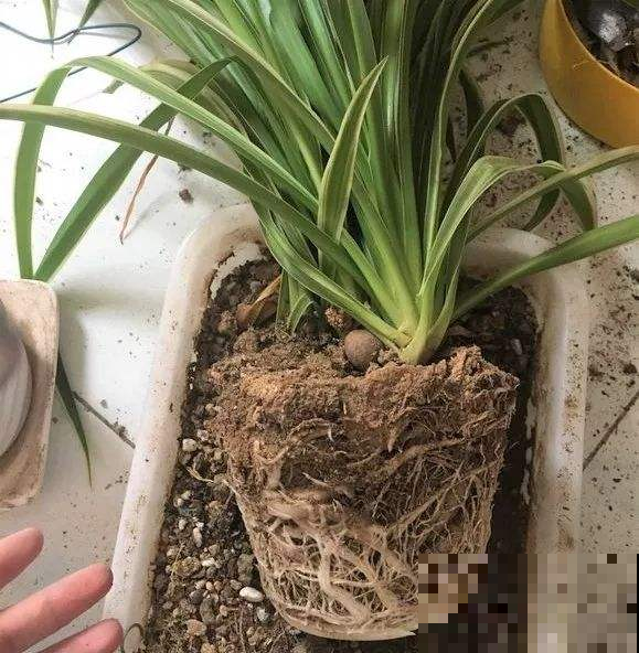 她家的吊兰一年长成巨无霸，大白根撑爆盆，原来有这个大秘密！