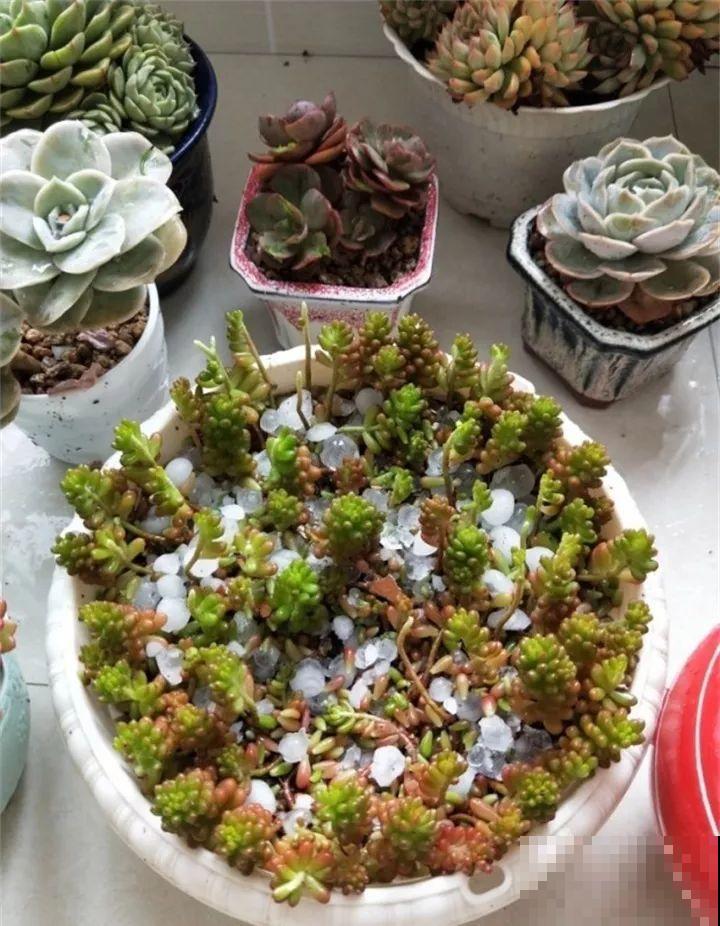 前有暴雨、后有台风，多肉泡水还有救不？