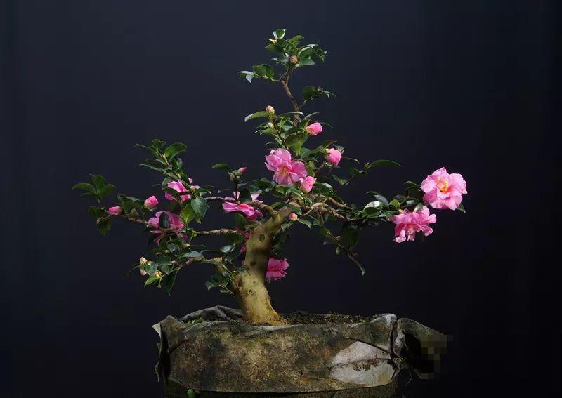 公认难养的花，他花10年时间养成盆景，价值翻倍！