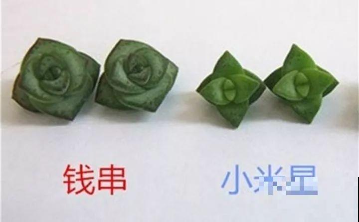 10种以假乱真的花，买花时睁大眼，免得被骗！