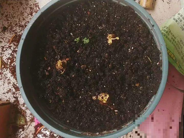 死不了的花，5年生了10麻袋，大铲车挖了一天！